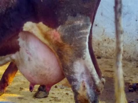 MASTITIS IN CATTLE – Pashudhan praharee