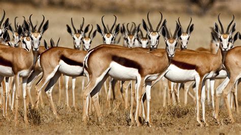 Springbok HD Wallpapers - Wallpaper Cave