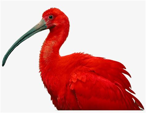 The National Birds Of Trinidad & Tobago - Scarlet Ibis Of Trinidad And Tobago Transparent PNG ...