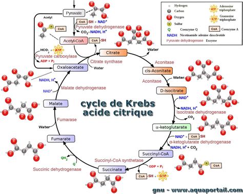 3.3.3- Cycle de Krebs - Anciens Et Réunions