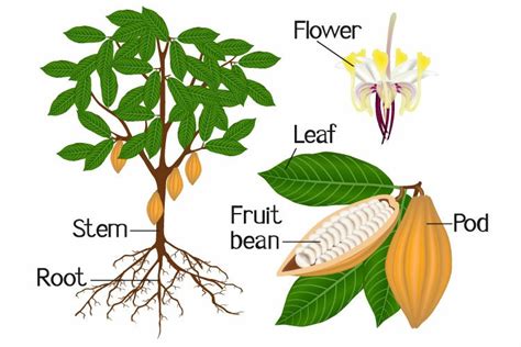 An illustration showing parts of a cocoa plant.