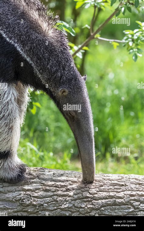 Anteater eating ants hi-res stock photography and images - Alamy