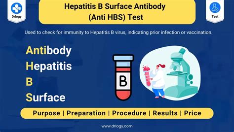 Hepatitis B Surface Antibody (Anti HBS) Test Results Overview - Drlogy