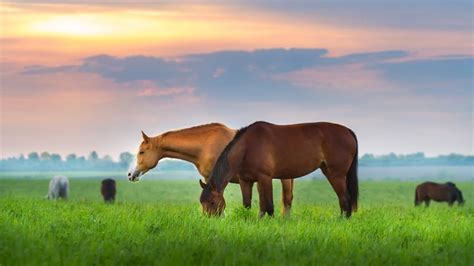 Rotational grazing adds up to horse pasture payoff | Alltech