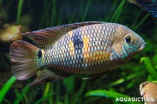 Yellow Acara - Aequidens metae Fish Profile & Care Guide