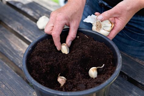 Three Ways to Grow Garlic - BBC Gardeners' World Magazine