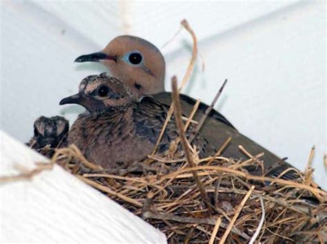 Mourning Dove – Nest Watching – DFW Urban Wildlife