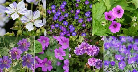 32 Perennial Geranium Varieties and Grow Guide