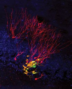 Two-Photon Microscopy and Diagnostic Applications