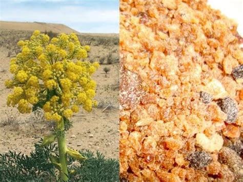 अब देश को मिलेगी स्वदेशी 'हींग... दाम भी होंगे भेहद कम|| first asafoetida plant in india|| - YouTube