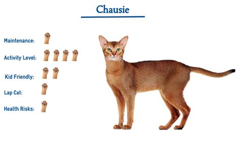 Chausie Cat Breed… Everything You Need to Know at a Glance!