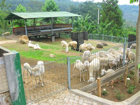 Peternakan Kambing Indonesia: Peluang Bisnis Yang Menjanjikan