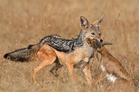 Digital Safari: What do jackals eat? - CGTN