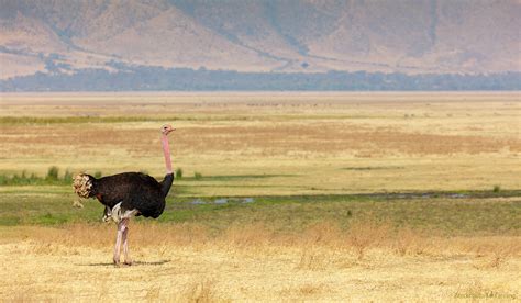 Serengeti, Ngorongoro - Tanzania Wildlife Photography Tour