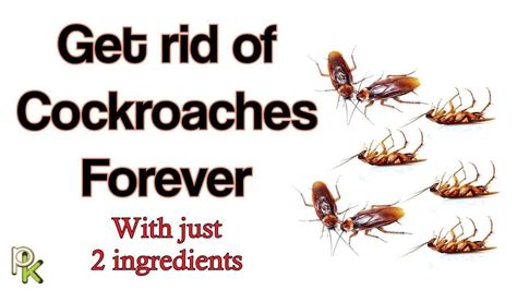 How To Get Rid Of Cockroaches In Your Home With Just 2 Ingredients Youtube