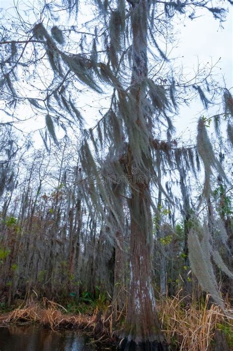 Spanish Moss Hanging from Tree in New Orleans, Louisiana Stock Photo - Image of landscape, moss ...