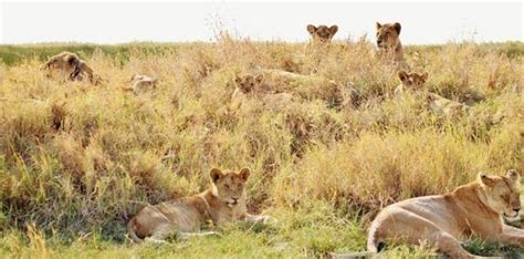 Leones: 10 datos que te sorprenderán | cienciaybiologia.com