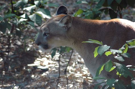 Development In Florida Panther Habitat Could Be Expedited By ...