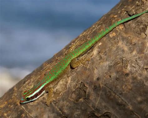 Phelsuma inexpectata - Facts, Diet, Habitat & Pictures on Animalia.bio