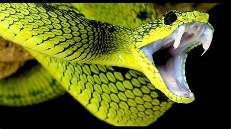 The Scariest Types of Snakes in the World - Jonathan H. Kantor