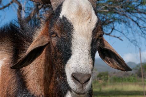 File:Adult goat face.jpg - Wikimedia Commons