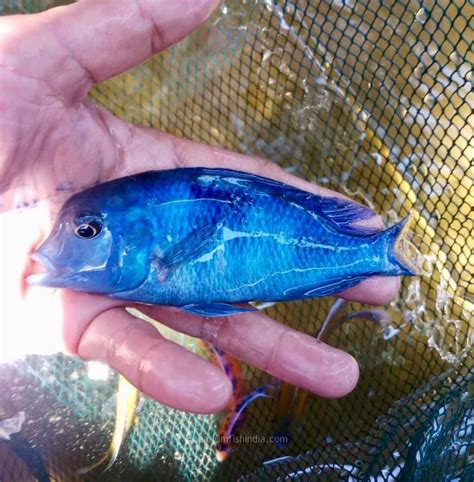 Dolphin Cichlids Buy Online India - Freshwater Dolphin Fish For Sale In India