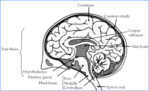 What Is Human Brain? Definition, Functions, Parts, Brain Waves