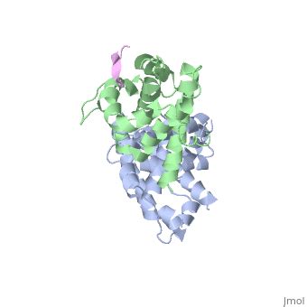 Retinoblastoma protein - Proteopedia, life in 3D