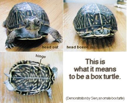 Baby Box Turtle Care