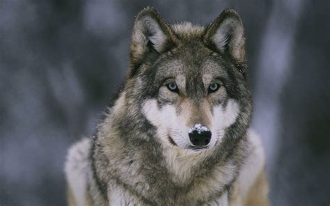 Wolf Face Wallpapers - Wallpaper Cave