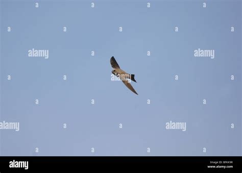 Alpine Swift flying Stock Photo - Alamy