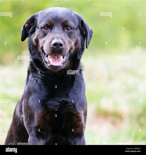 Rottweiler Black Lab Mix