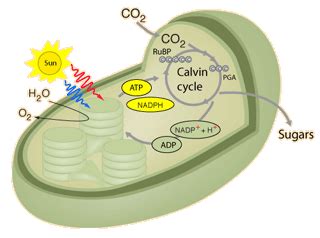 #103 The light-independent reactions (Calvin cycle) | Biology Notes for A level