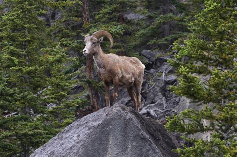 The Complete Guide to Wildlife Viewing in Banff National Park