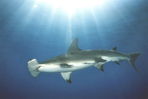 scalloped hammerhead | Species, Endangered species, Endangered