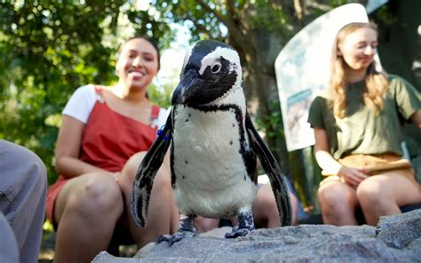 The World of Animals at Busch Gardens: Species and Experiences