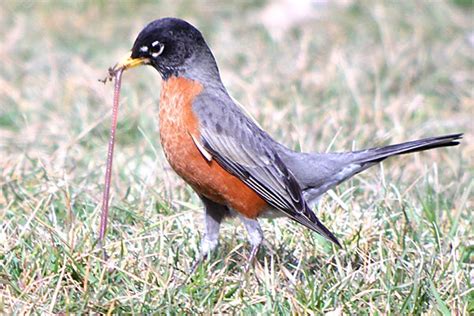 IATB theme: I want Robins, of all kinds - 10,000 Birds