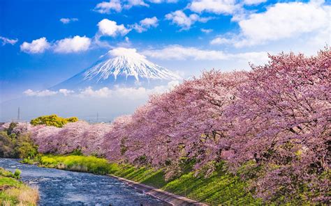 Cherry Blossoms In Japan Urui River And Mount Fuji In Japan Wallpaper Hd : Wallpapers13.com