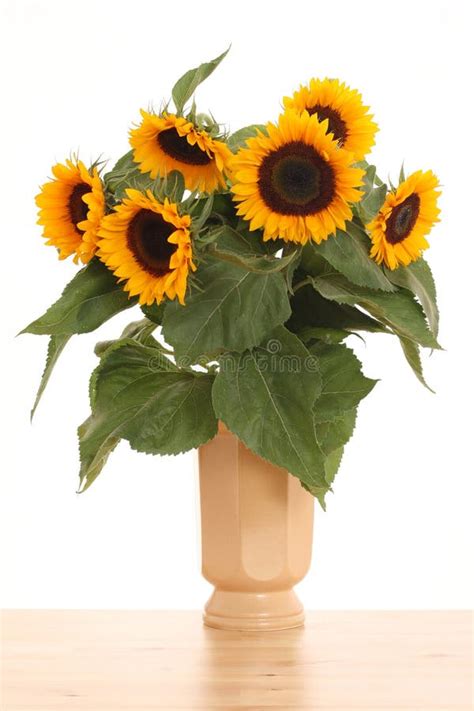 Bunch of sunflowers stock image. Image of garden, summer - 2994241