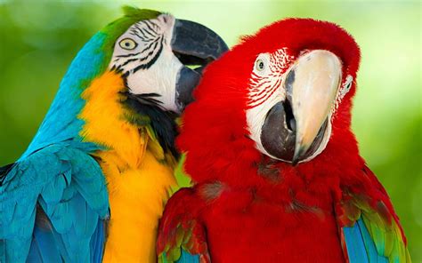 2732x1536px | free download | HD wallpaper: Parrot Macaw Bird Hd Wallpaper Background Mobile ...