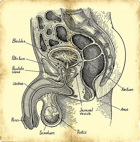 Drawing Of The Tumors Illustrations, Royalty-Free Vector Graphics ...