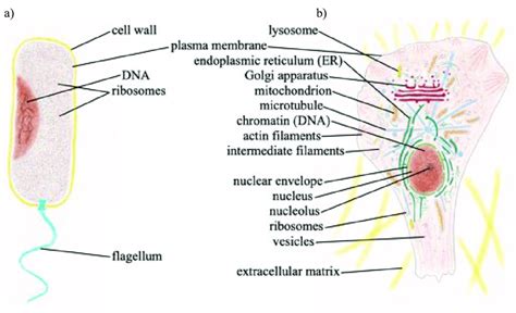 1: a) Schematic of a bacterium (Vibrio cholerae) as an example of a ...