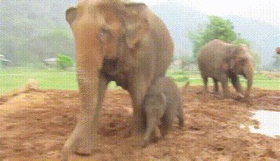 Baby Elephant GIF - Find & Share on GIPHY