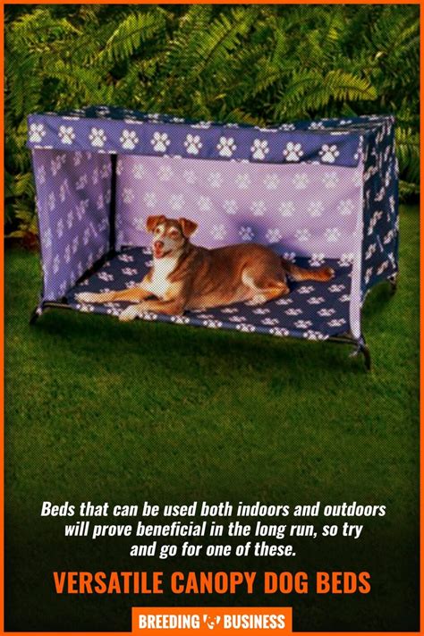 10 Best Dog Beds with Canopy – Indoor, Outdoor, Elevated & FAQs