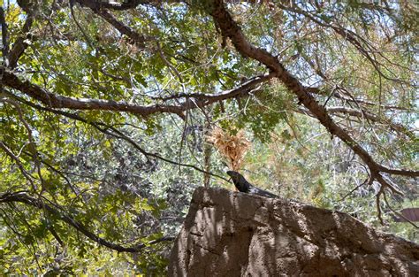 Arizona-Sonora Desert Museum, Tucson, AZ Family Travel - Brie Brie Blooms