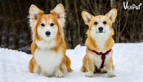 Mua CHÓ CORGI THUẦN CHỦNG đẹp - uy tín nhất TPHCM