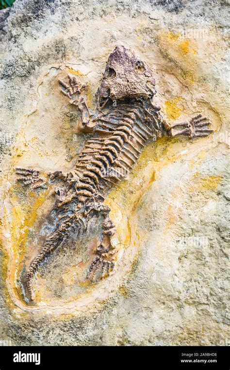 Liaoning fossil hi-res stock photography and images - Alamy