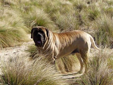 🔥 [50+] Mastiff Wallpapers | WallpaperSafari