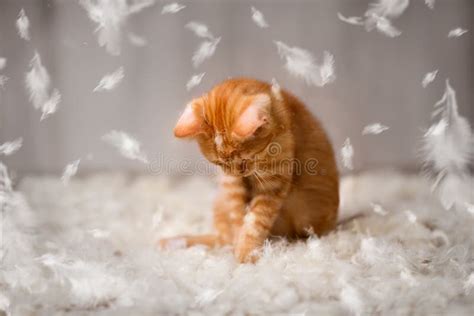 Little Cat Have Fun with Feathers Stock Image - Image of kitten ...