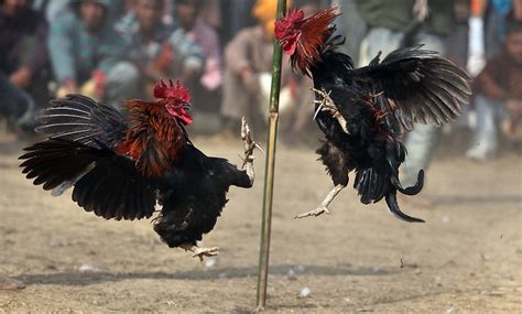 14 best images about Rooster on Pinterest | Traditional, Mexican art ...